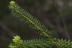 Melaleuca diosmifolia