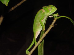 Chamaeleo dilepis