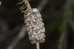 Melaleuca diosmifolia