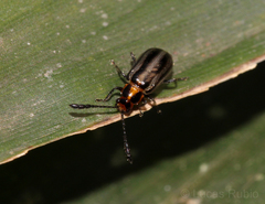 Chrysomelidae