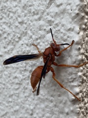 Polistes