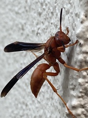 Polistes