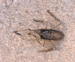 Trogulidae
