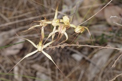 Caladenia straminichila