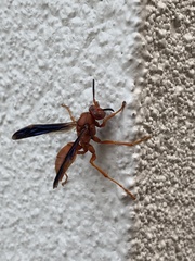 Polistes