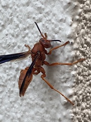 Polistes