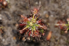 Drosera verrucata