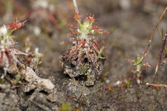 Drosera verrucata