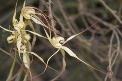 Caladenia straminichila