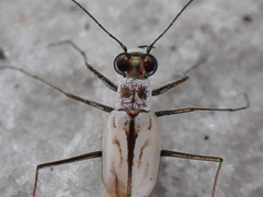 Habroscelimorpha dorsalis saulcyi