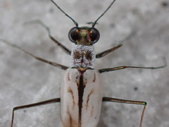 Habroscelimorpha dorsalis saulcyi