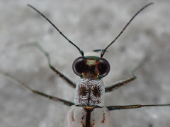 Habroscelimorpha dorsalis saulcyi
