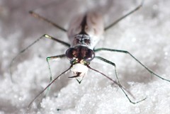 Habroscelimorpha dorsalis saulcyi