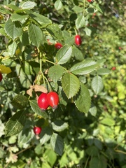 Rosa canina