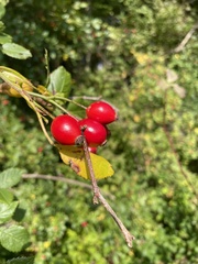 Rosa canina