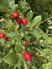 Rosa canina