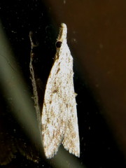 Nola vernalis