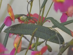 Chorizema diversifolium