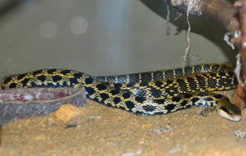 Chinese Beauty Snake (Subspecies Elaphe taeniura taeniura) · iNaturalist