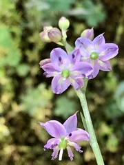 Arthropodium minus