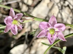 Arthropodium minus