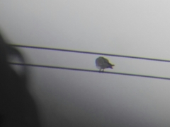 Streptopelia chinensis