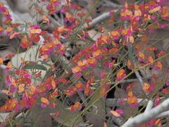 Chorizema diversifolium