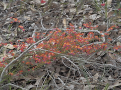 Chorizema diversifolium