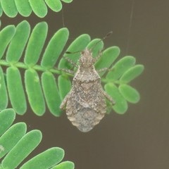 Aufeius impressicollis