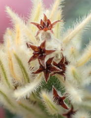 Phylica plumosa