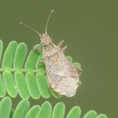 Aufeius impressicollis