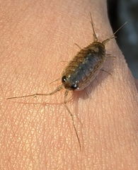 Ligia cinerascens