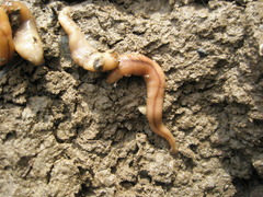 Bipalium adventitium