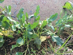 Rumex bidens
