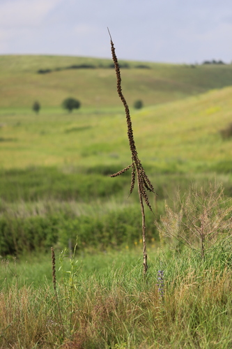 divozel (Verbascum)