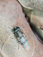 Adoxomyia heminopla