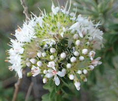 Agathosma ciliata
