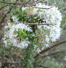 Agathosma ciliata