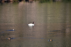 Cygnus melancoryphus