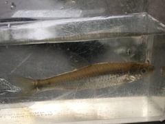 Cyprinella spiloptera