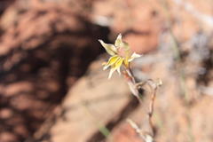 Gladiolus permeabilis edulis