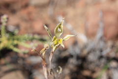 Gladiolus permeabilis edulis