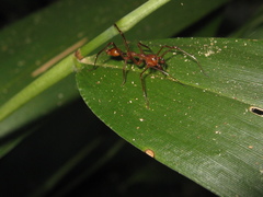 Myrmecium rufum