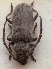 Taurotagus impressus