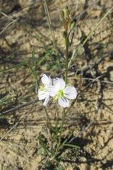 Heliophila macowaniana