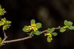 Pimelea serpyllifolia
