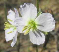 Heliophila macowaniana