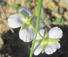 Heliophila macowaniana