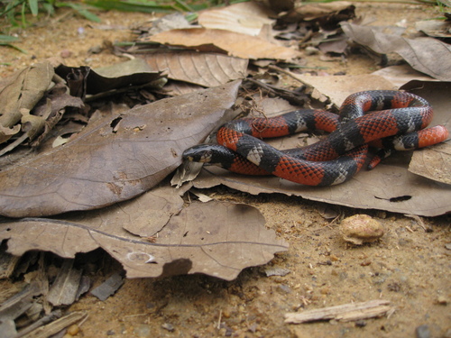 Photo of a Broadhead Ground Snake (Atractus latifrons)