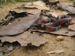 Atractus latifrons